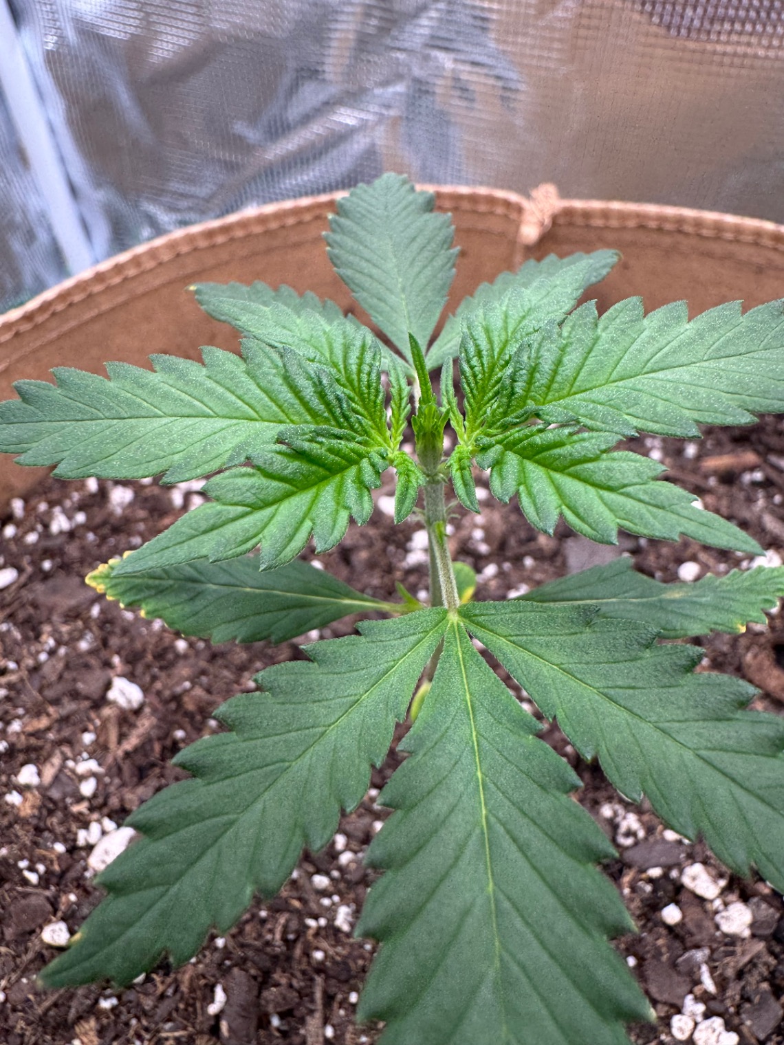 Purple Lemonade First Grow 🌱