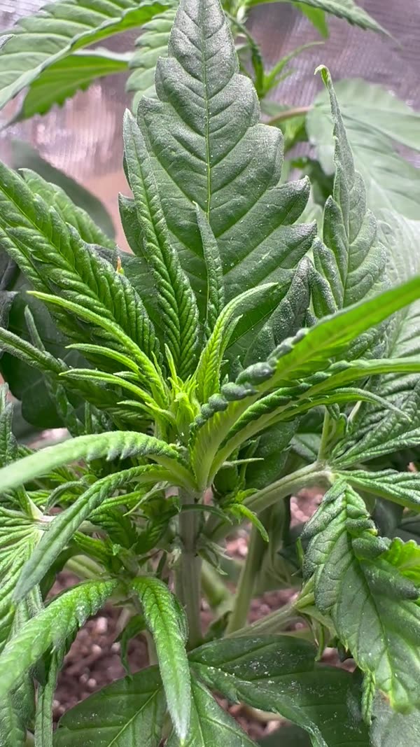 Video 2