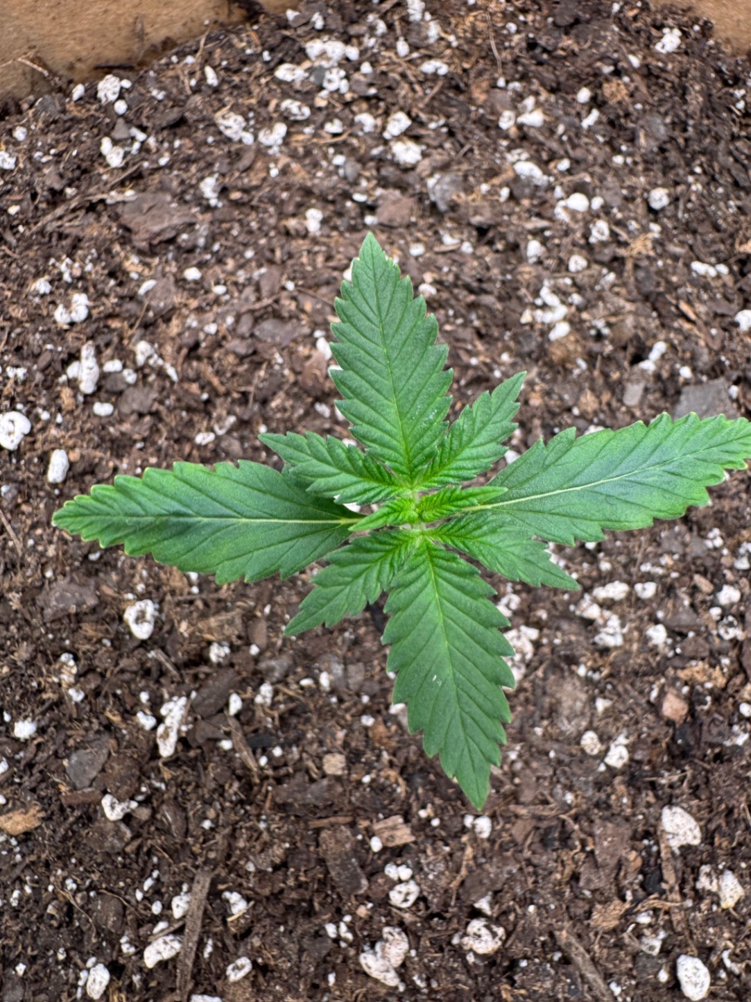 Purple Lemonade First Grow 🌱
