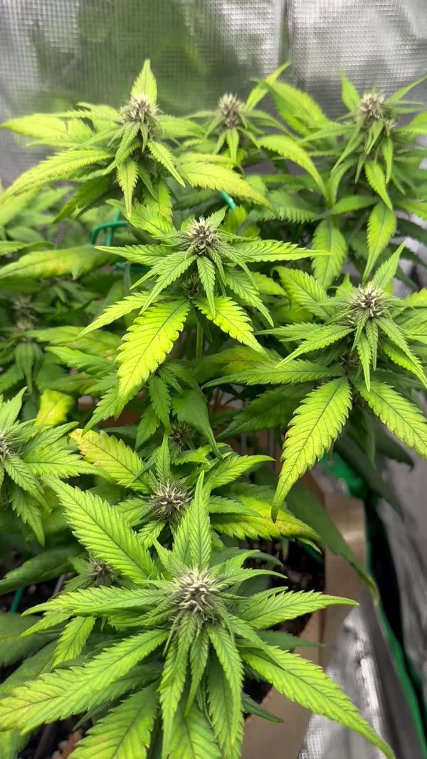 Day 52