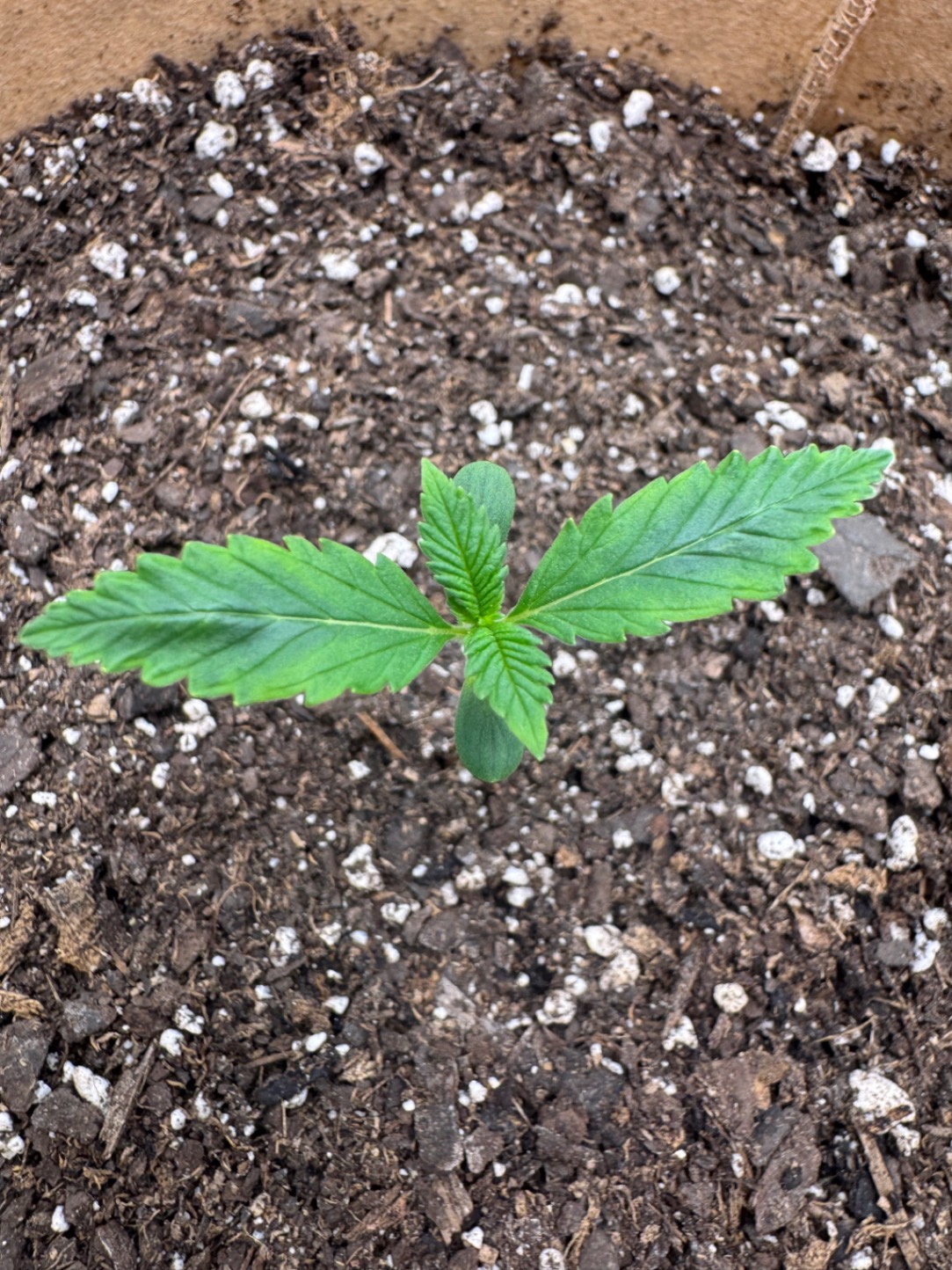 Purple Lemonade First Grow 🌱
