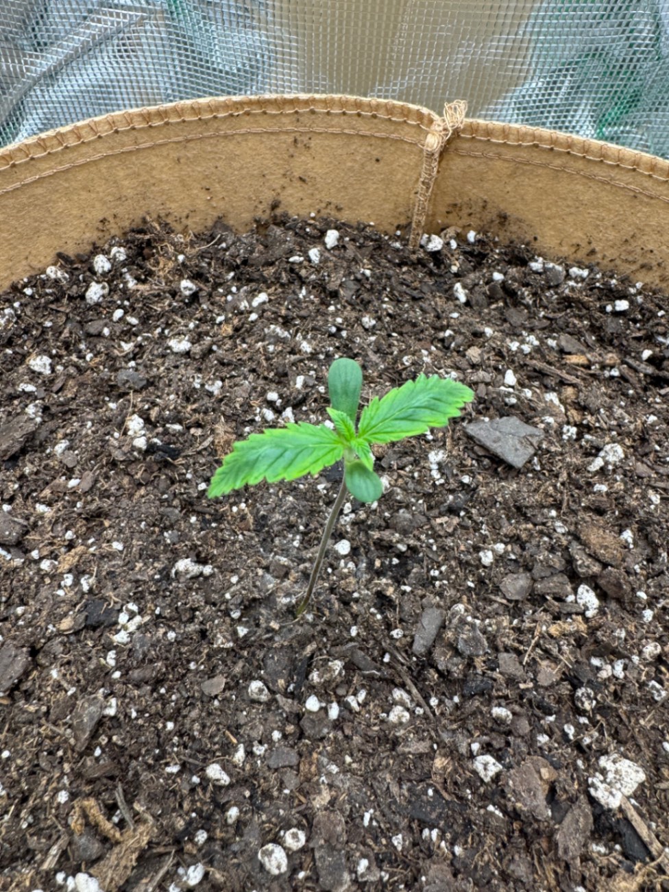 Purple Lemonade First Grow 🌱