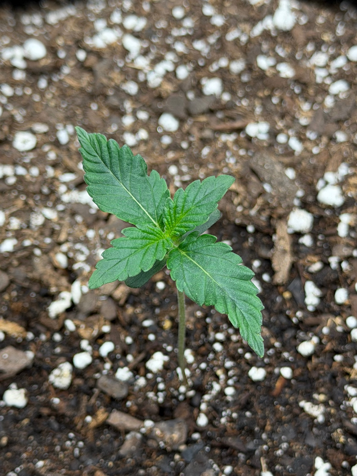 Auto Critical Orange Punch