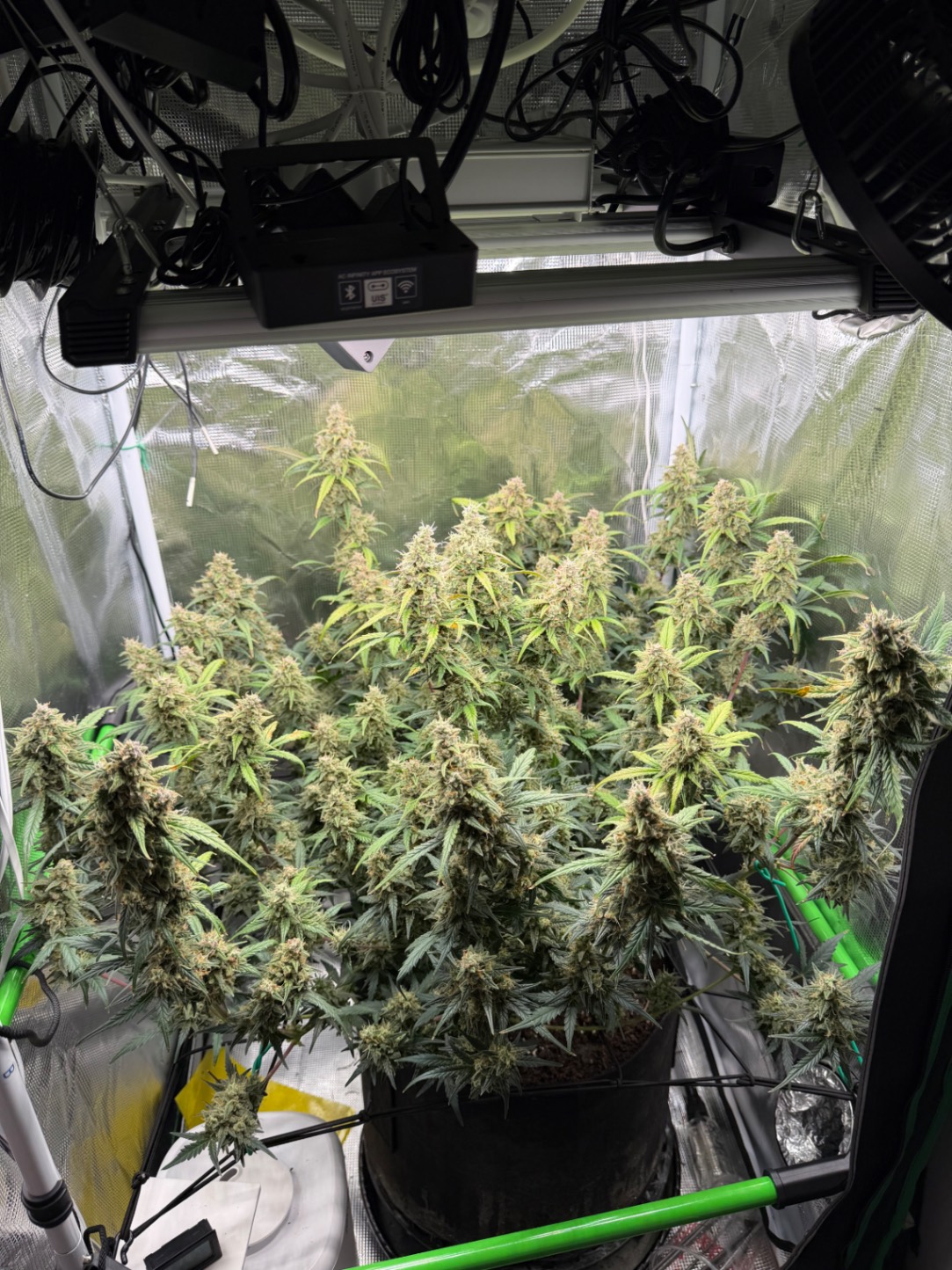 Auto Critical Orange Punch