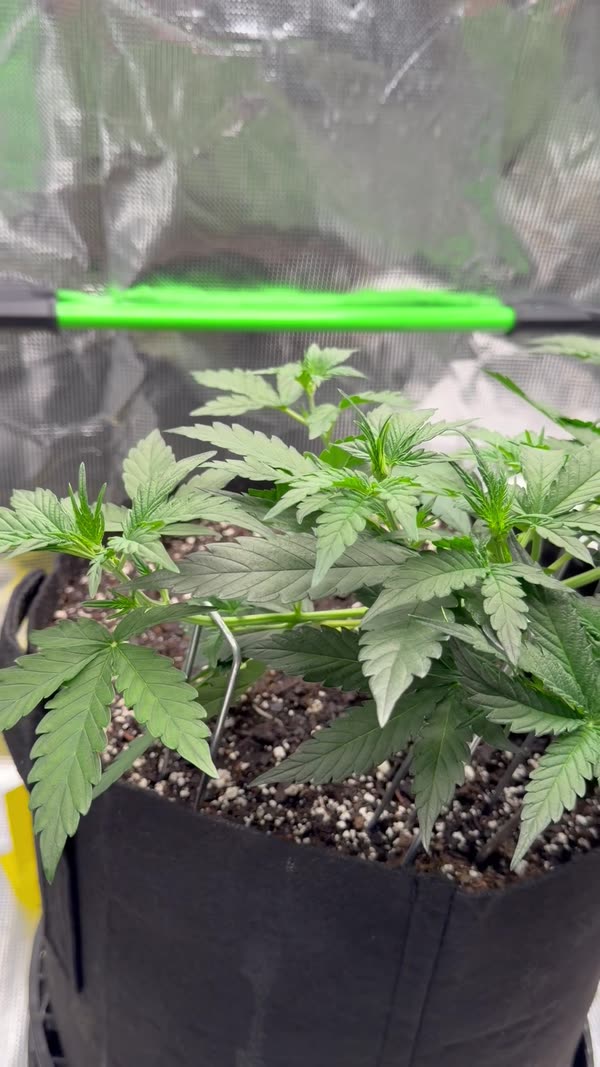 Day 26