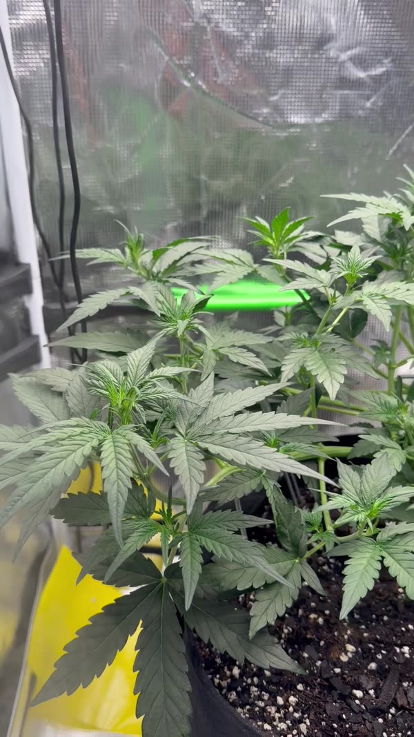 Day 31