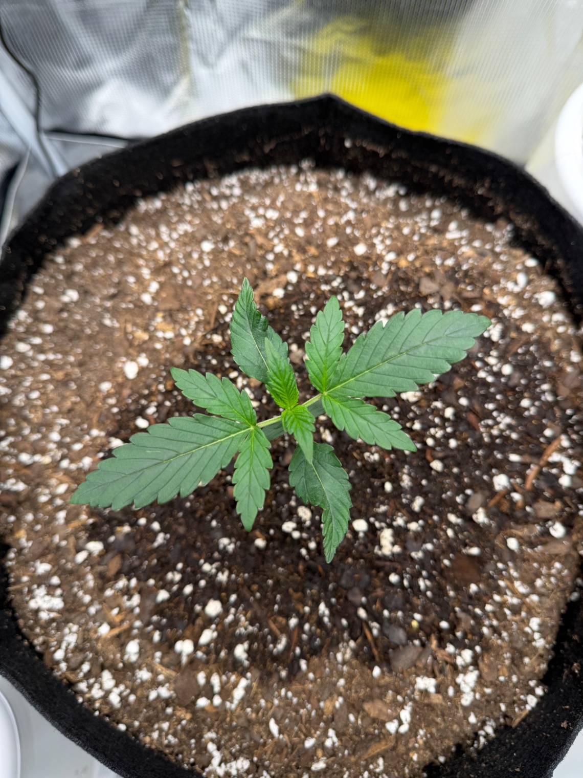 Auto Critical Orange Punch