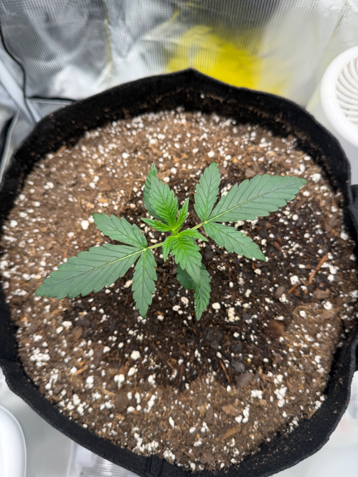 Auto Critical Orange Punch