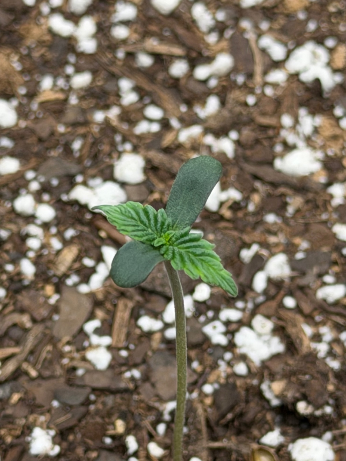 Auto Critical Orange Punch