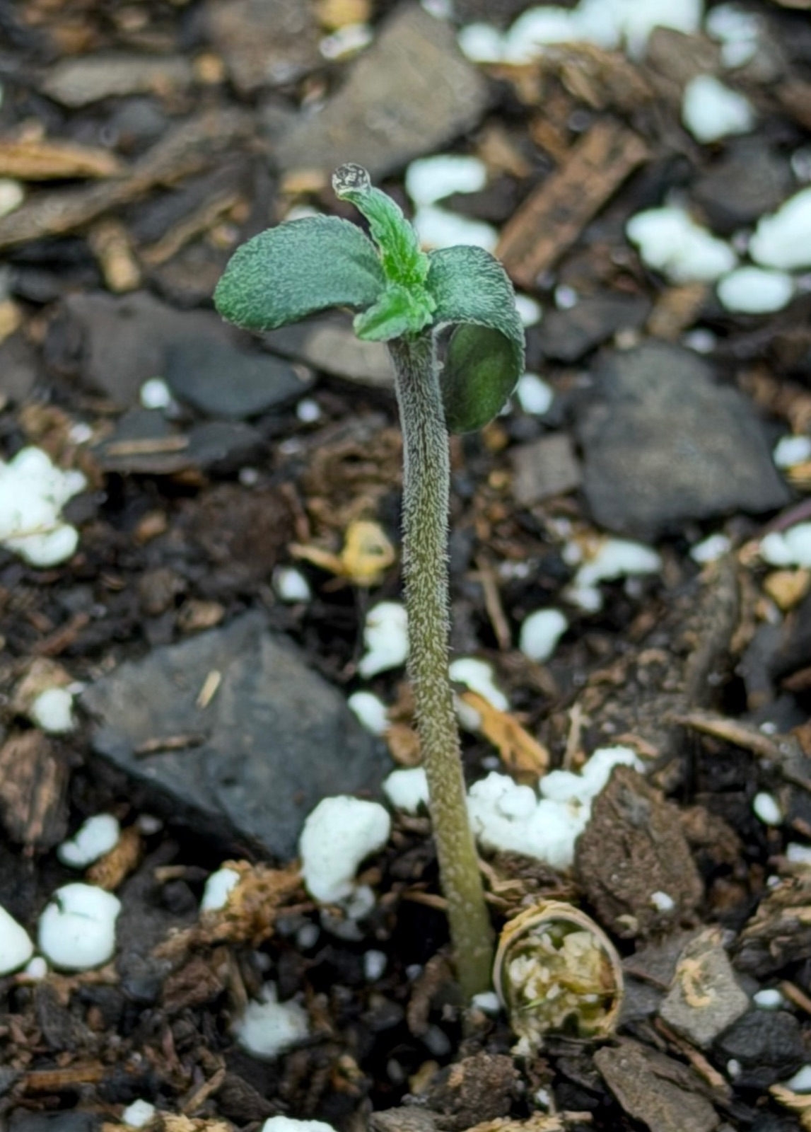 Auto Critical Orange Punch